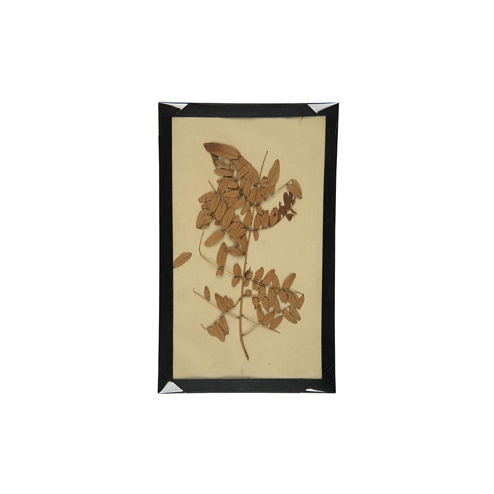 Image: flowers from Lincoln's casket