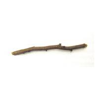 Image: Segment of branch from Old Copper Beech at President Lincoln and Soldiers' Home National Monument