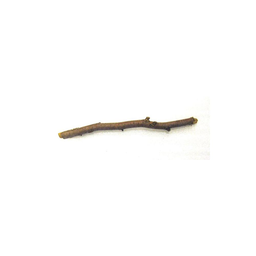 Image: Segment of branch from Old Copper Beech at President Lincoln and Soldiers' Home National Monument