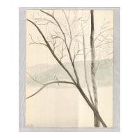 Image: Blue Bird on a Tree Branch