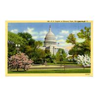 Image: U. S. Capitol at Blossom Time, Washington, D. C.