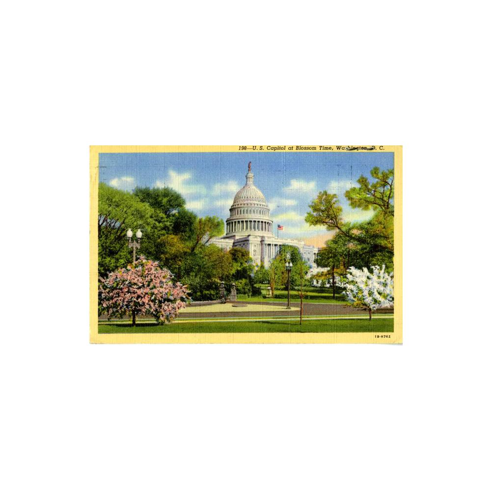 Image: U. S. Capitol at Blossom Time, Washington, D. C.