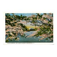 Image: Lincoln Memorial and Cherry Blossoms, Washington, D. C.