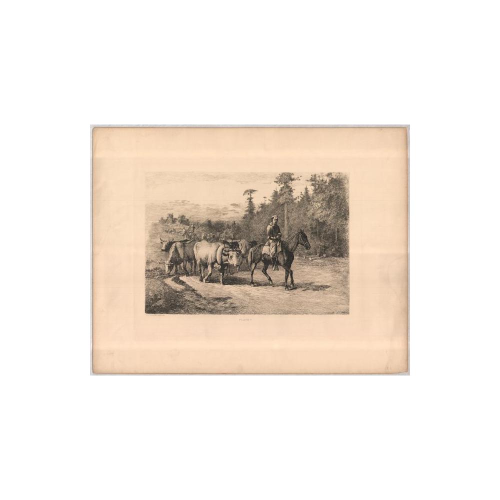 Image: Plate 7:  Leader of the Herd