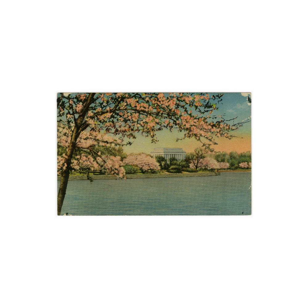 Image: The Lincoln Memorial and Japanese Cherry Blossoms, Washington, D. C.