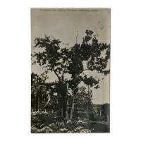 Image: The Lincoln Twin Trees at Old Salem, Petersburg, Illinois