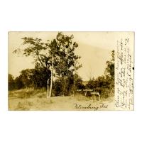 Image: The Lincoln Trees