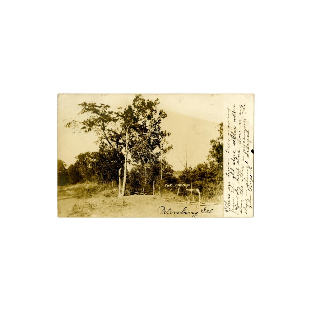 Image: The Lincoln Trees