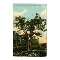 Image: The Lincoln Twin Trees at Old Salem