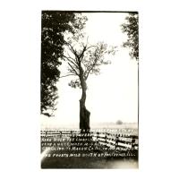 Image: Mulberry Tree Near Site of Renick Heath Tavern