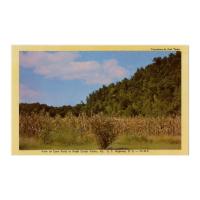 Image: View of Corn Field in Knob Creek Valley, Kentucky