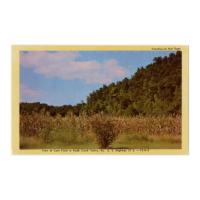 Image: View of Corn Field in Knob Creek Valley