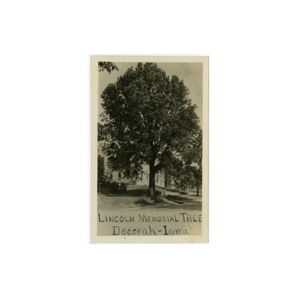 Image: Lincoln Memorial Tree, Decorah, Iowa