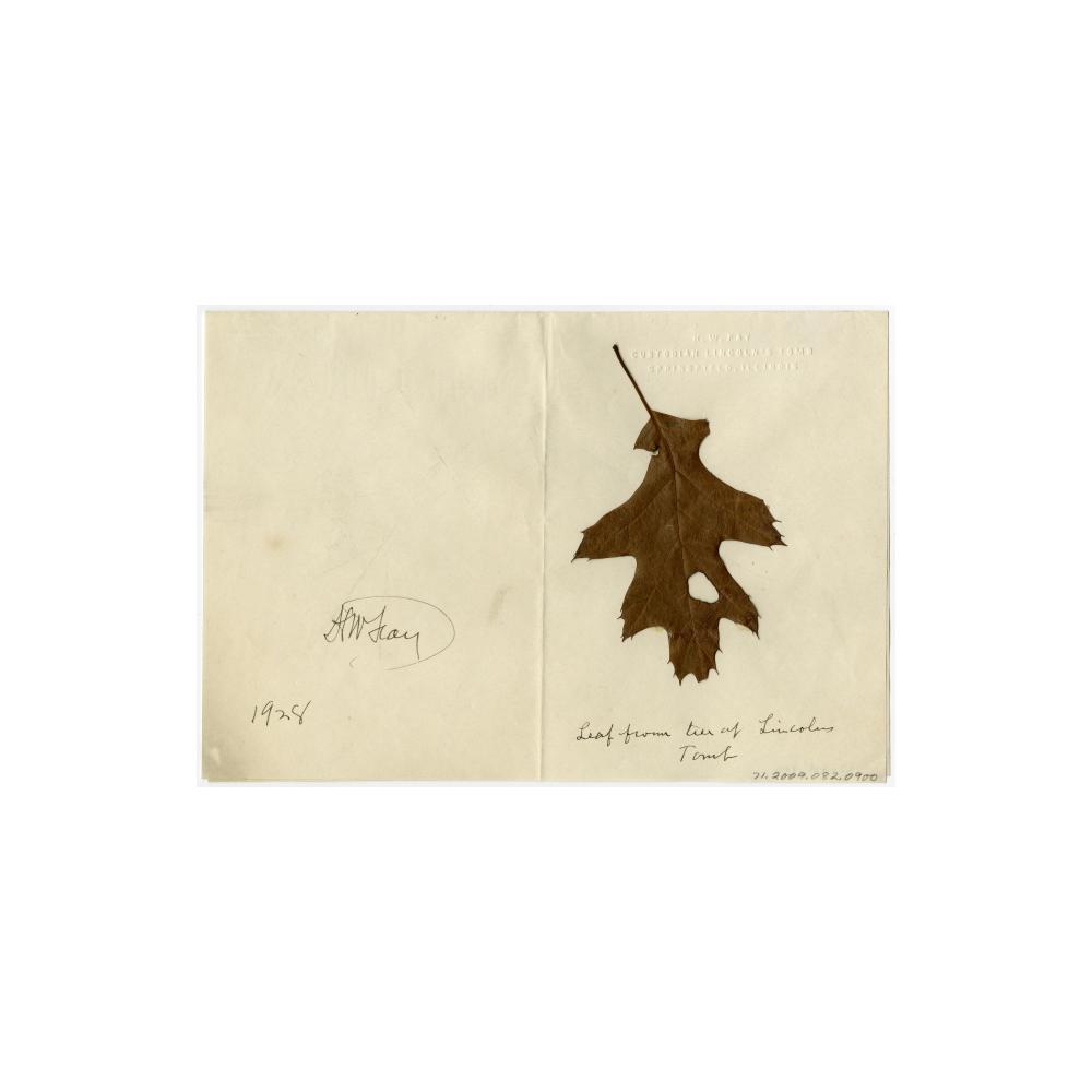 Image: Leaf from Tree at Lincoln's Tomb