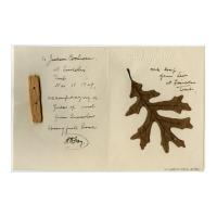 Image: Wood fragment and leaf souvenir