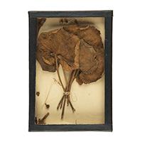 Image: flower remnants