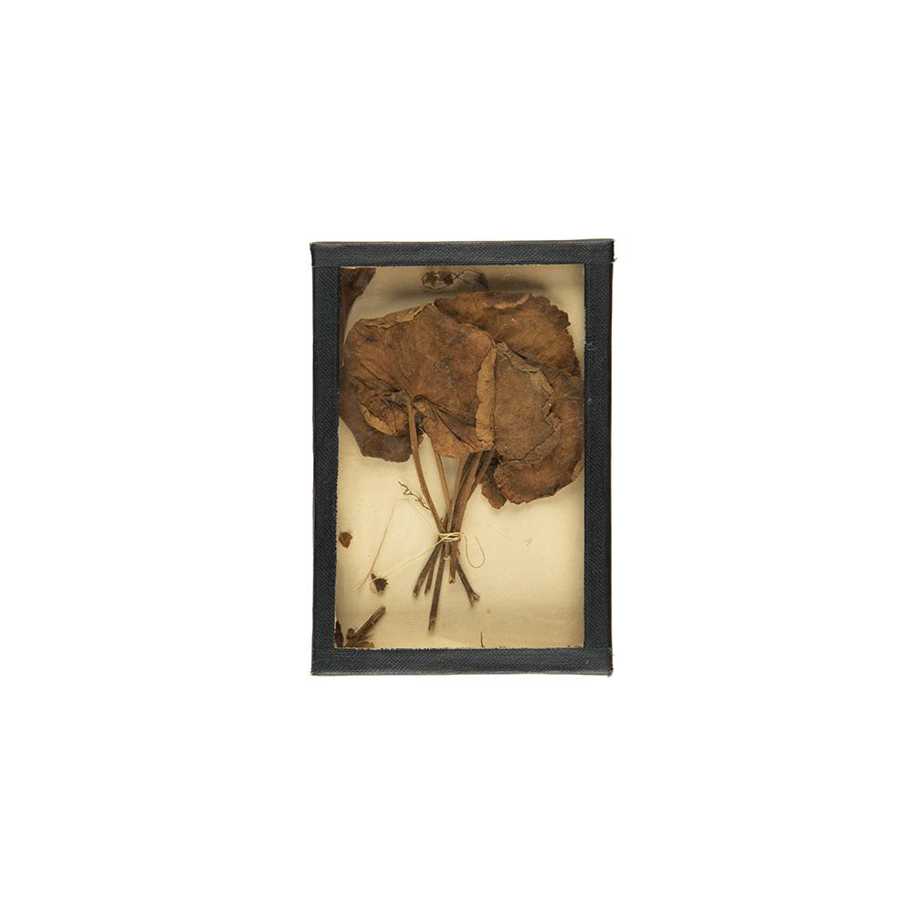 Image: flower remnants
